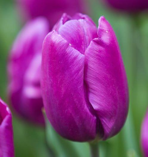 tulip purple prince