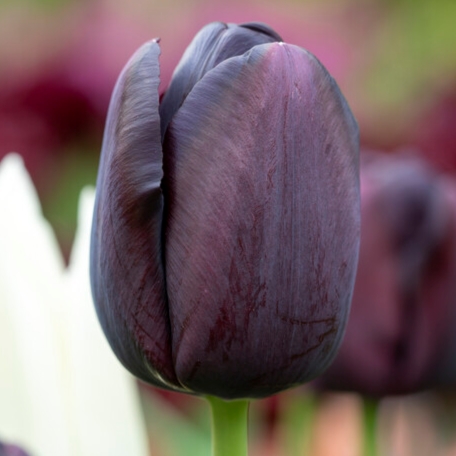 queen of night tulip bulbs