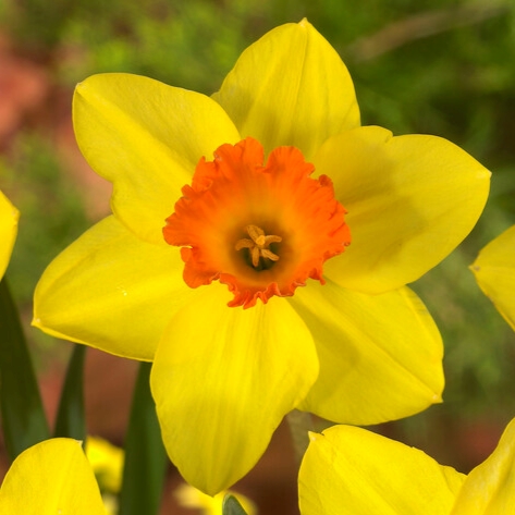 Narcissus Small Cupped ‘Red Devon’