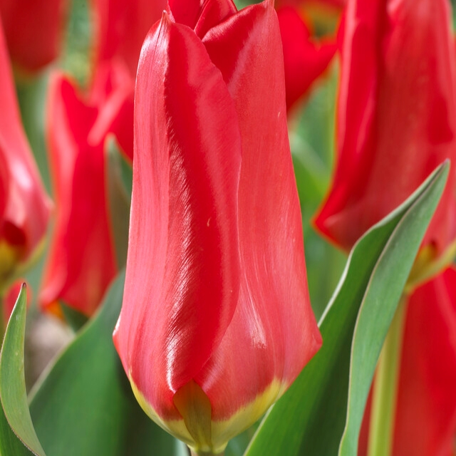 tulipa red emperor