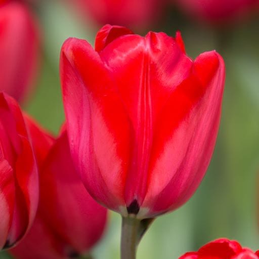 tulipa Red Impression