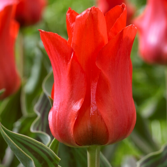 Tulipa Greigii ‘Red Riding Hood’