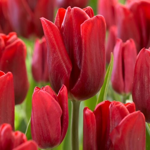 tulip ruby prince