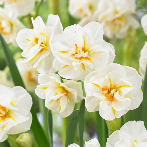 Narcissus Bunch Flowering ‘Sir Winston Churchill’