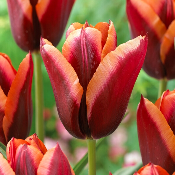 tulip slawa