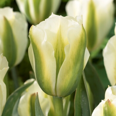 tulipa spring green