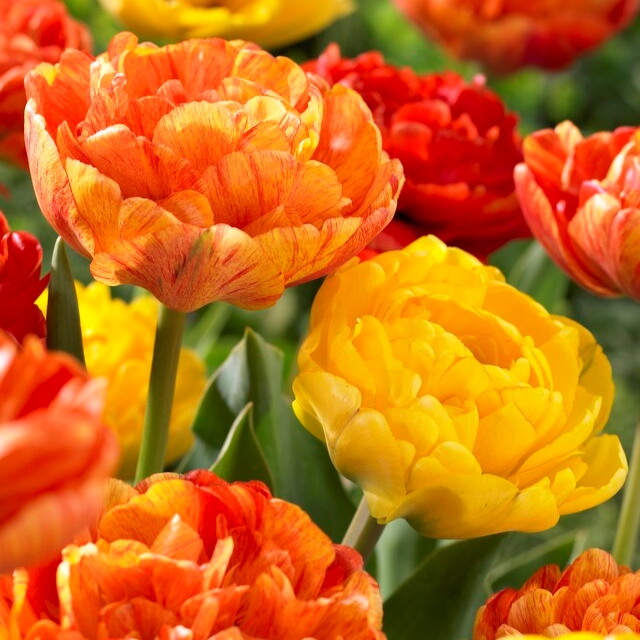 Tulipa Double Late ‘Spring Joy Mixture’