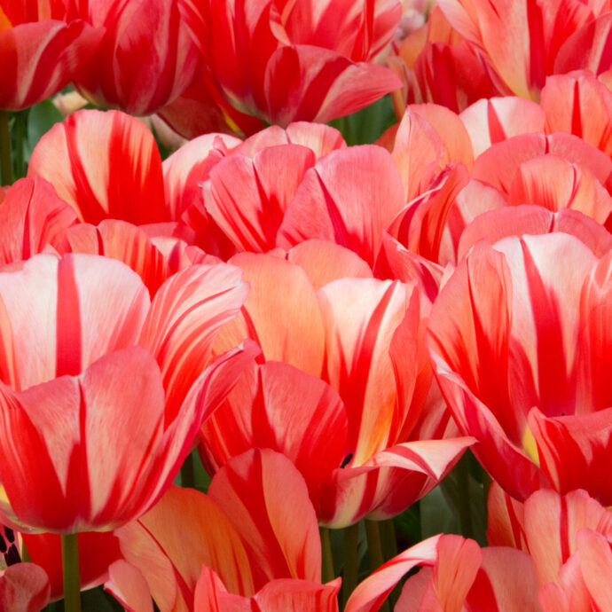 Tulipa Triumph ‘Spryng Break’
