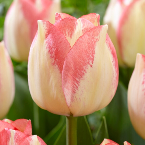 Tulipa Triumph ‘Spryng Sunrise’