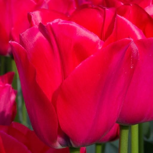 Tulipa Triumph ‘Spryng Tide’