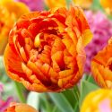 Tulipa Double Late ‘Sun Lover’