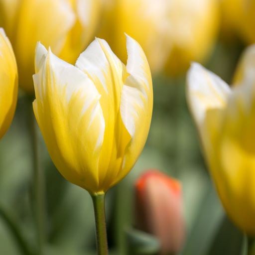 Tulipa Emperor ‘Sweetheart’