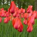 Tulipa Single Late ‘Temple Of Beauty’