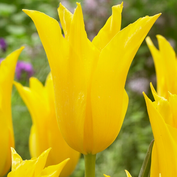 yellow lily flowering tulip