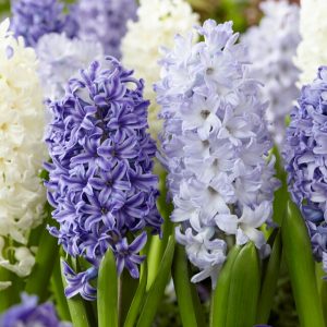 Blue hyacinth blend