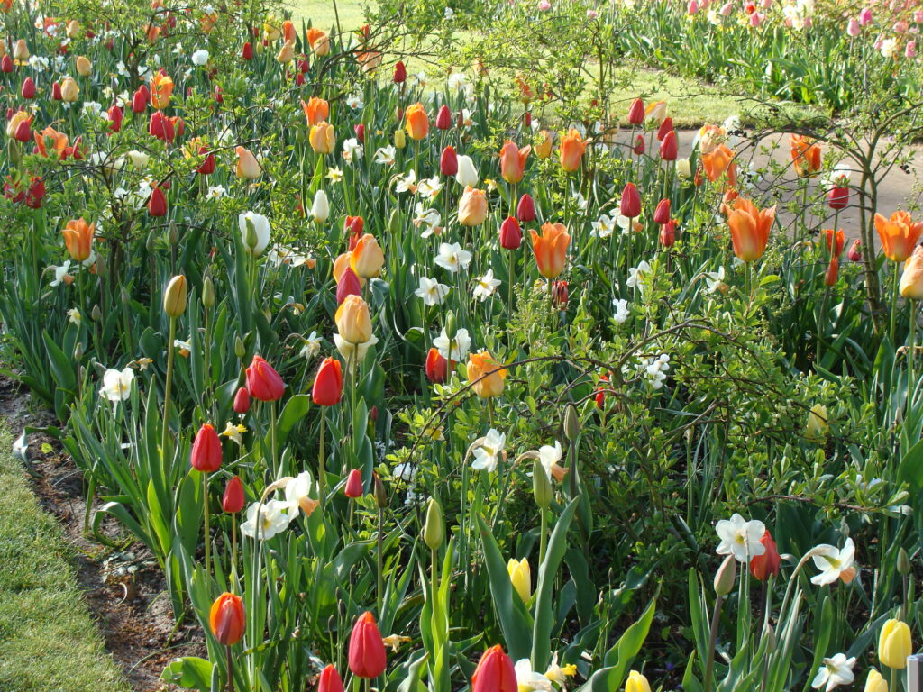 tulip landscape design