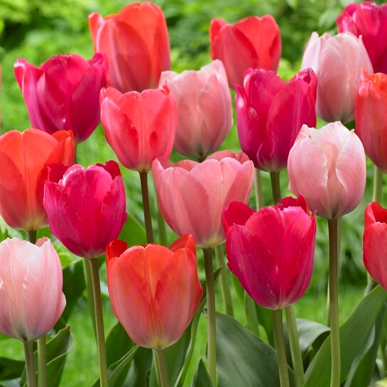 Tulipa Darwin Hybrid ‘Van Eijk Mixture’