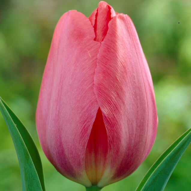 Tulipa Darwin Hybrid ‘Van Eijk’