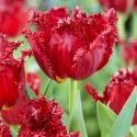 Tulipa Fringed ‘Versaci’