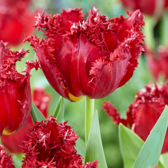 Versaci tulips