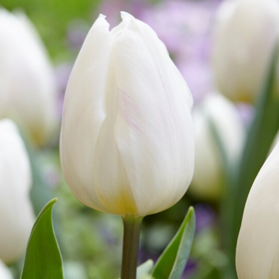 Tulipa Triumph ‘White Flag’