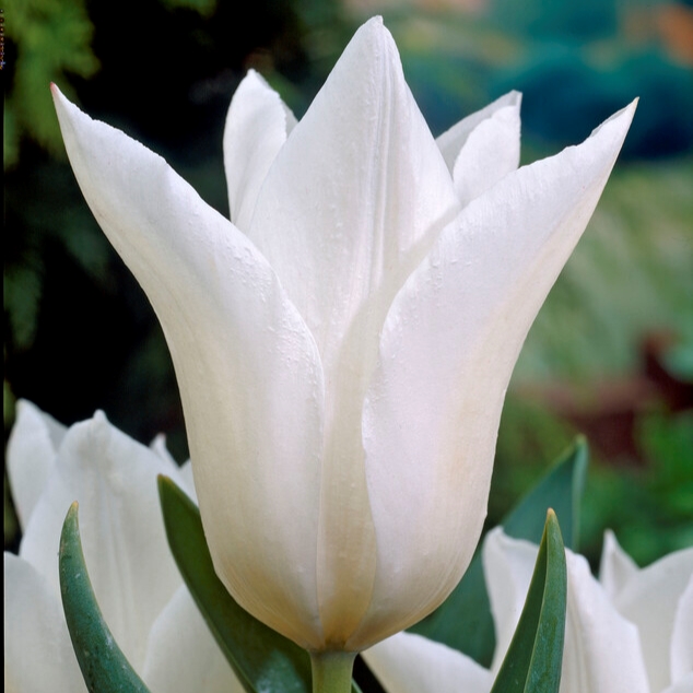 tulip white triumphator