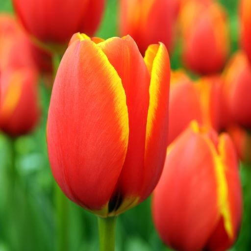 Tulipa Darwin Hybrid ‘World’s Favorite’