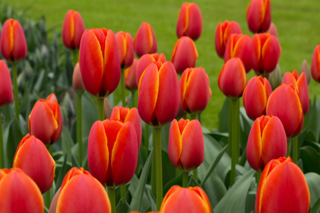 tulip World's Favorite