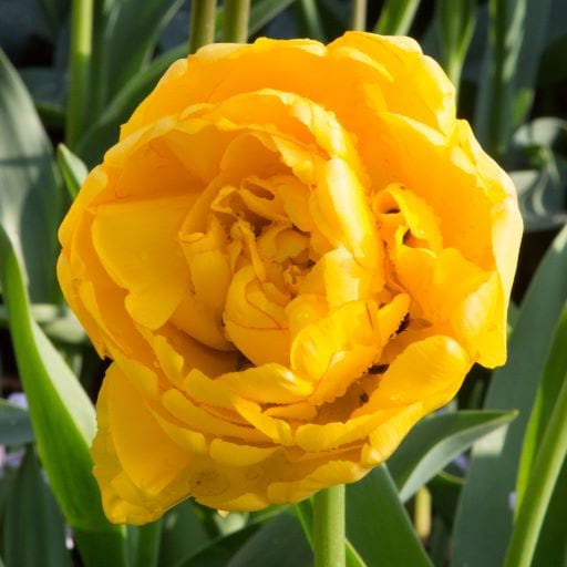 tulipa yellow pomponette