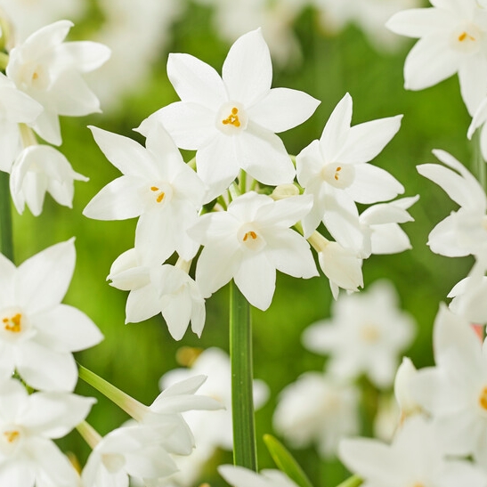 Narcissus Tazetta ‘Ziva’