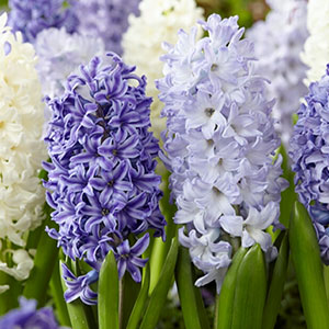 Hyacinth bulbs