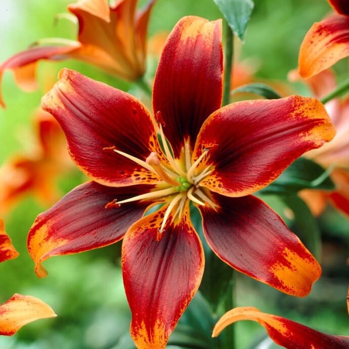 Lily Asiatic ‘Forever Susan’