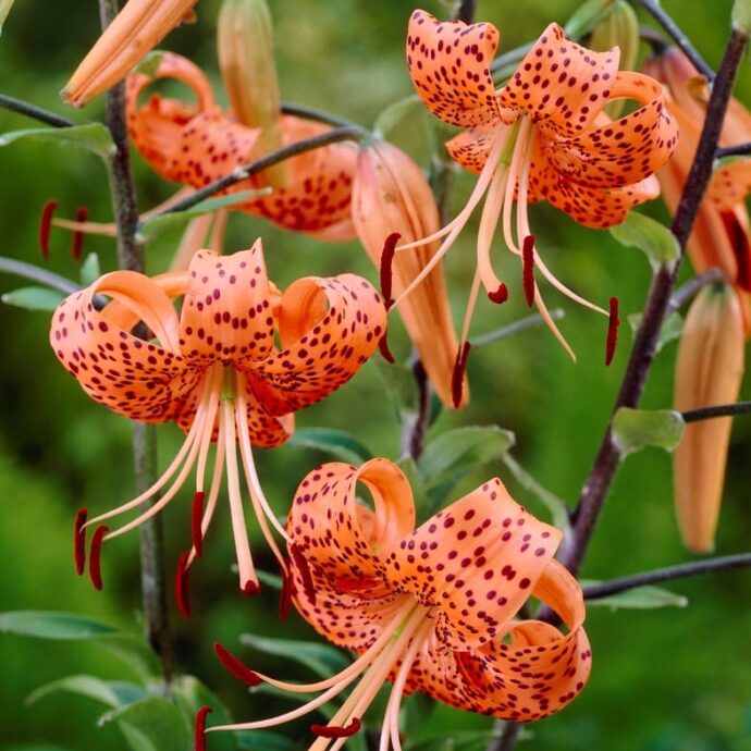 Lily Tiger ‘Lancifolium Splendens’