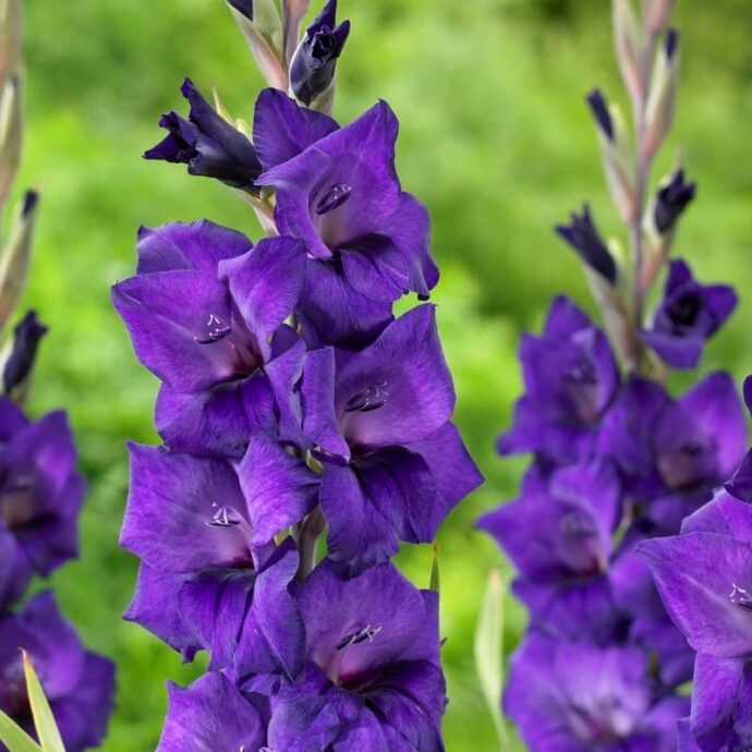 Gladiolus ‘Purple Flora’