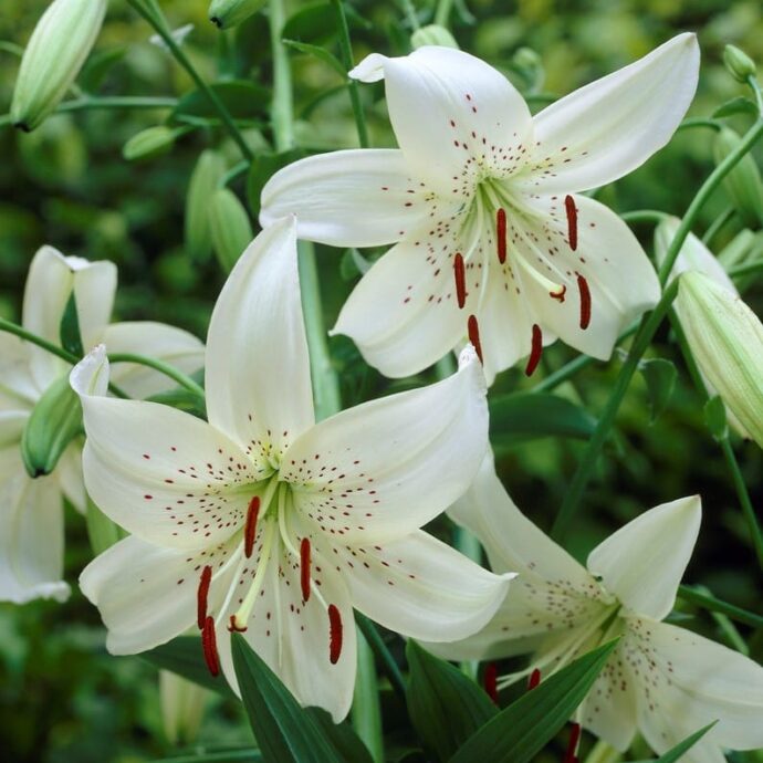 Lily Tiger ‘White Twinkle’