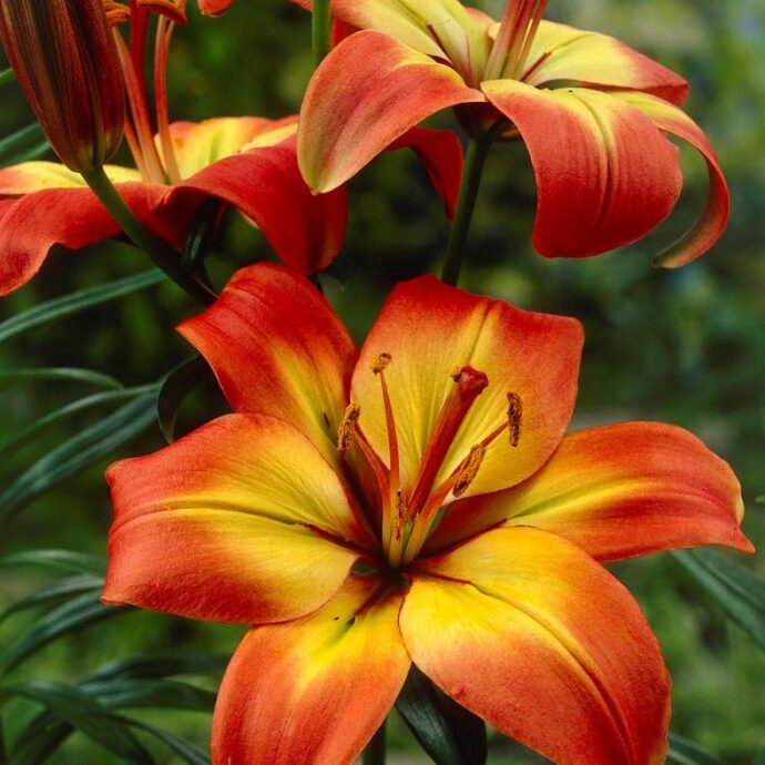 Lily Asiatic ‘Forever Linda’