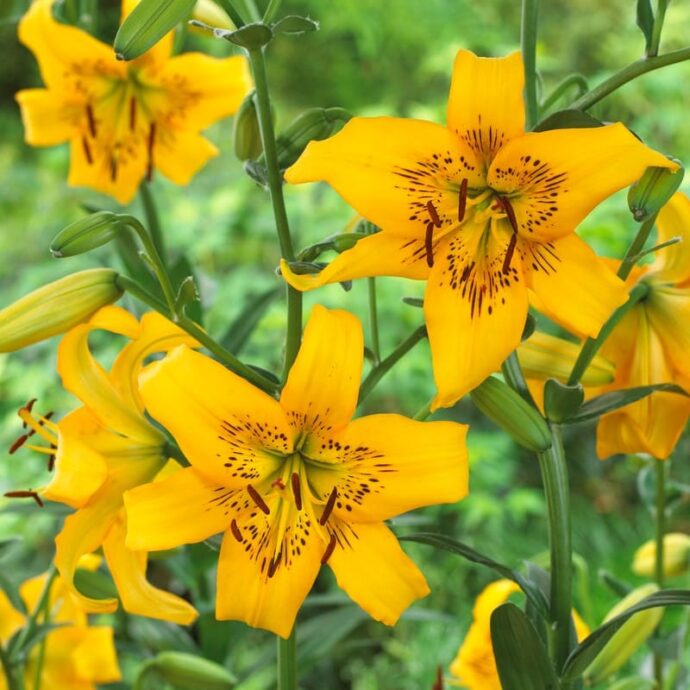 Lily Tiger ‘Yellow Bruse’