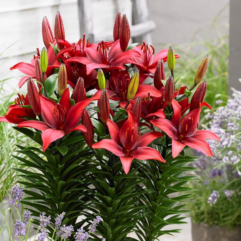 Image of Asiatic lilies