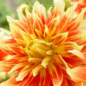 Looking For Dahlia Tubers?