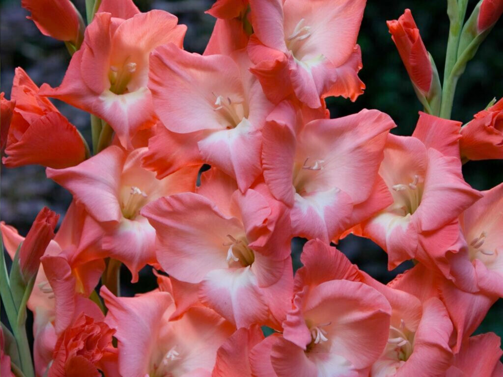 Gladiolus bulbs