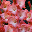 Purchase Wholesale Gladiolus Bulbs At Ruigrok Flowerbulbs