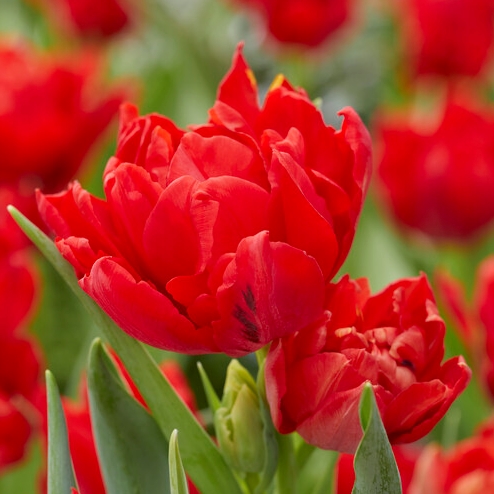 Tulipa Abba