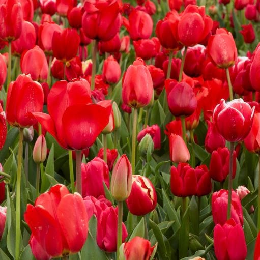 Red tulip mix