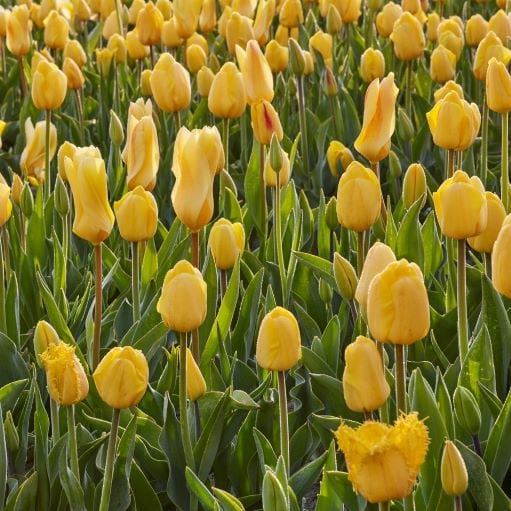 Tulipa Long-lasting Mixture ‘All Season Yellow Mix’