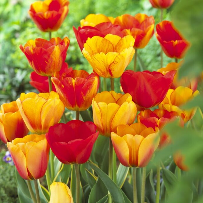 Tulipa Darwin Hybrid ‘Apeldoorn Mixture’