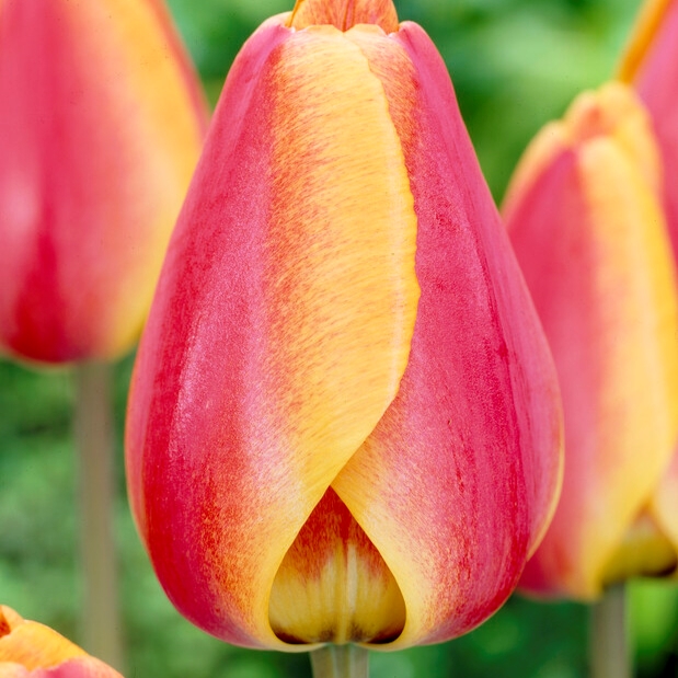 Tulipa Darwin Hybrid ‘Apeldoorn Elite’