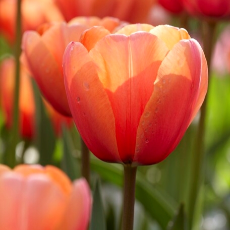 Tulipa Darwin Hybrid ‘Apricot Impression’