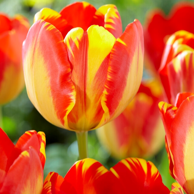Tulipa Darwin Hybrid ‘Banja Luka’
