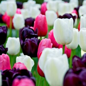 black and white tulip mix