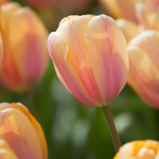 Tulipa Darwin Hybrid ‘Blushing Impression’